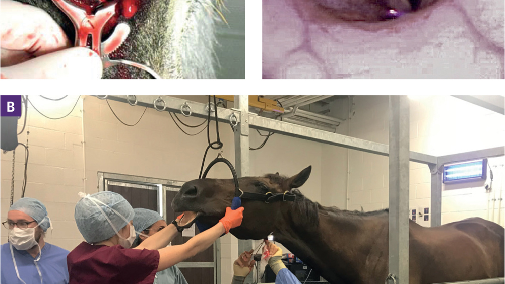 Figure 8. Standing ventriculocordectomy via a laryngotomy a) laryngotomy incision b) general positioning for the procedure c) intraoperative picture of the forceps grasping the everted ventricle.