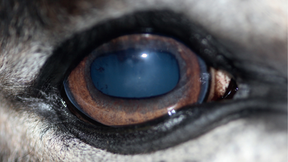 Figure 2. Quiescent uveitis in the right eye of a donkey, showing iris rests and early cataract formation