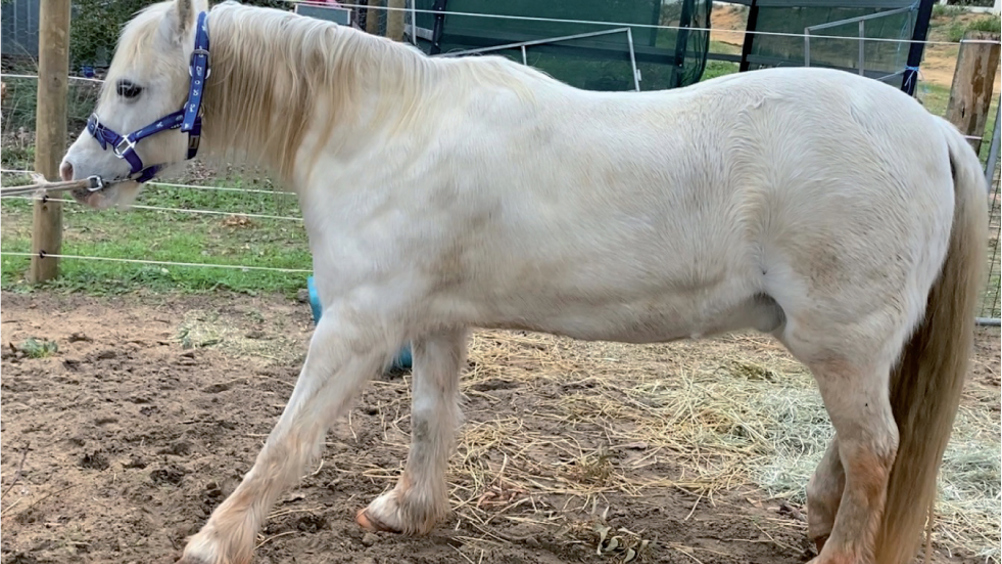 Figure 1. 10-year-old Welsh pony, shifting weight caudally in the typical laminitic stance.