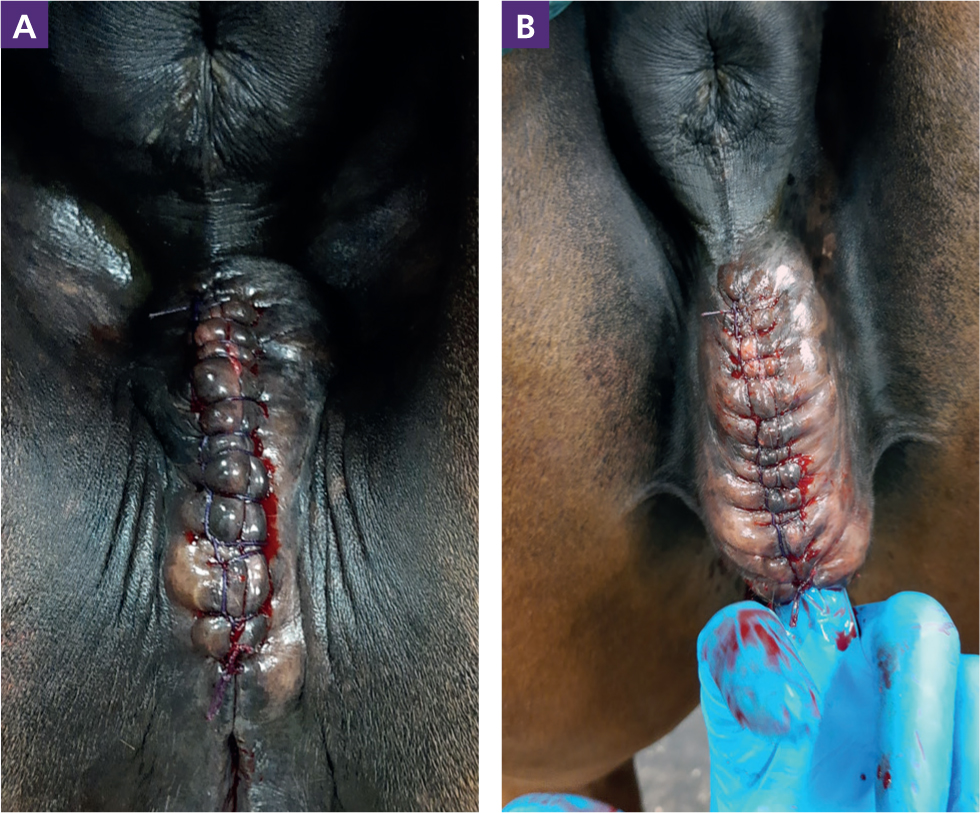 mare vagina UK Vet Equine - Indications for and how to perform Caslick's operation in  the mare