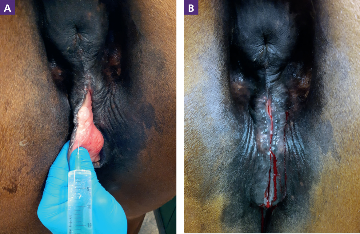mare vagina 