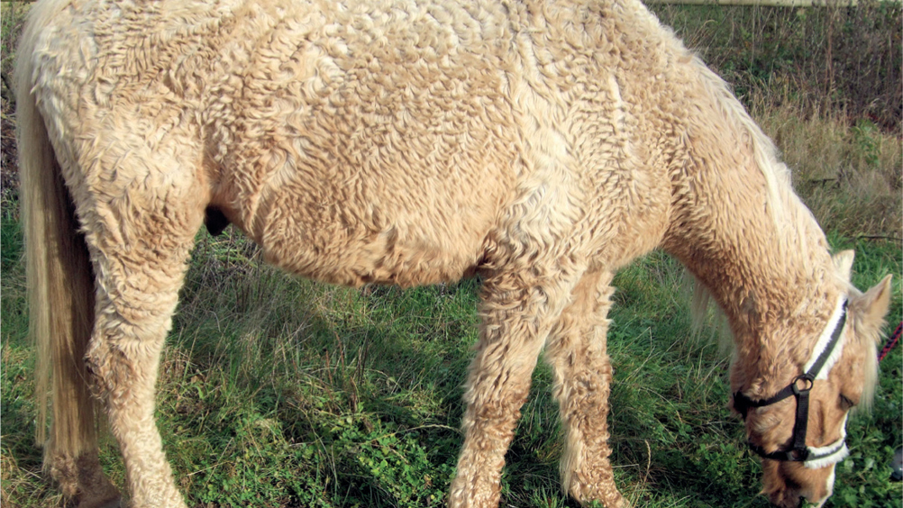 Figure 1. Aged pony with marked hypertrichosis, consistent with advanced pituitary pars intermedia dysfunction, which is a common comorbidity in older animals affected by other chronic conditions.
