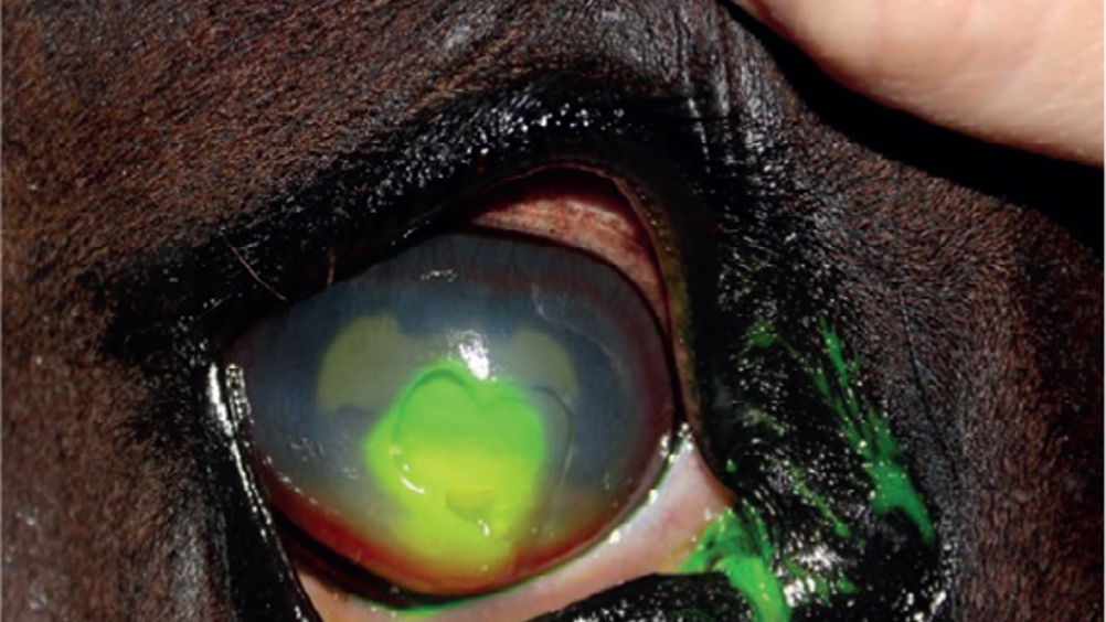 Figure 7. Checking for iatrogenic ulcers if footplate becomes loose when the subpalpebral lavage system has been placed in the upper lid.