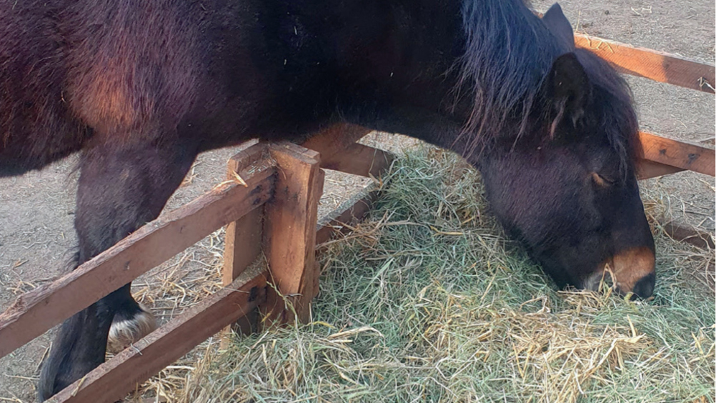 Figure 2. Here a proportion of the hay ration was mixed with straw to increase foraging behaviour and improve time spent with head and neck in a natural grazing position.