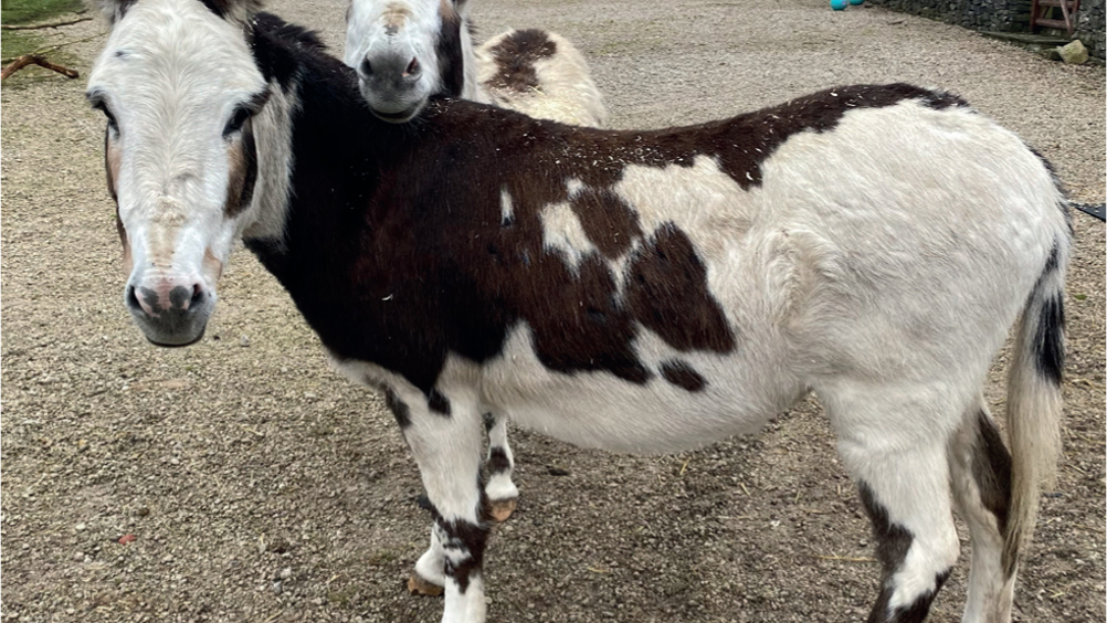 Figure 4. An overweight donkey with a condition score of 4.
